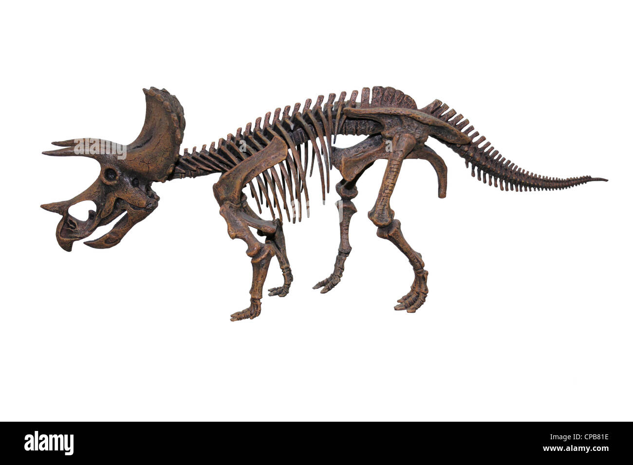 Skeleton Model Of The Dinosaur Triceratops horridus Stock Photo