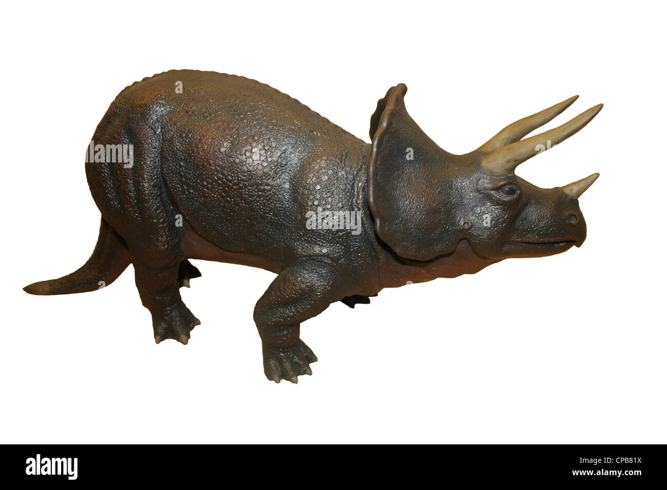 Model Of The Dinosaur Triceratops horridus Stock Photo