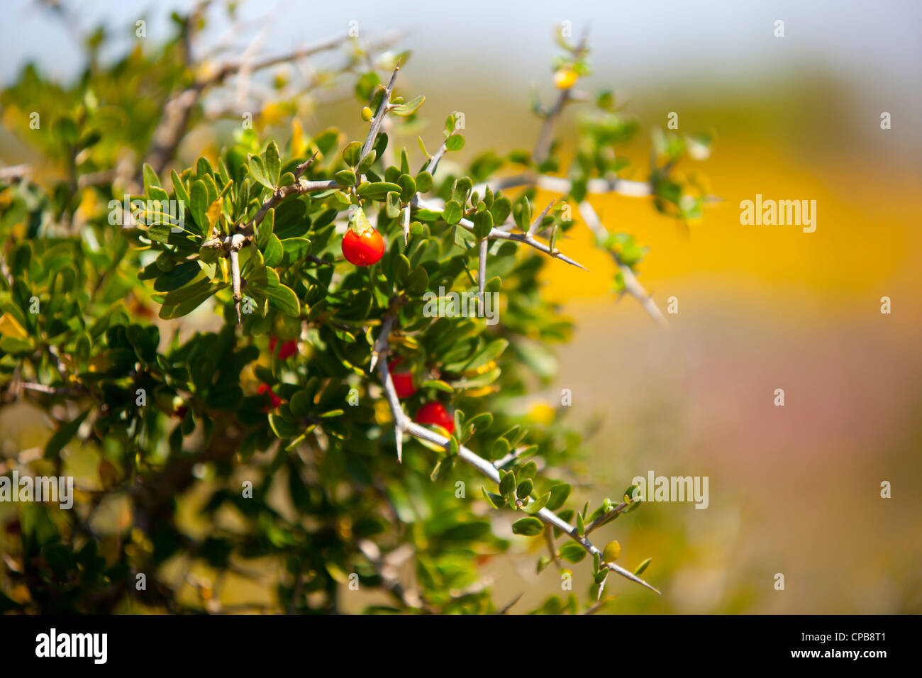 A thorn bush with bright red berries, at the West Coast National Park