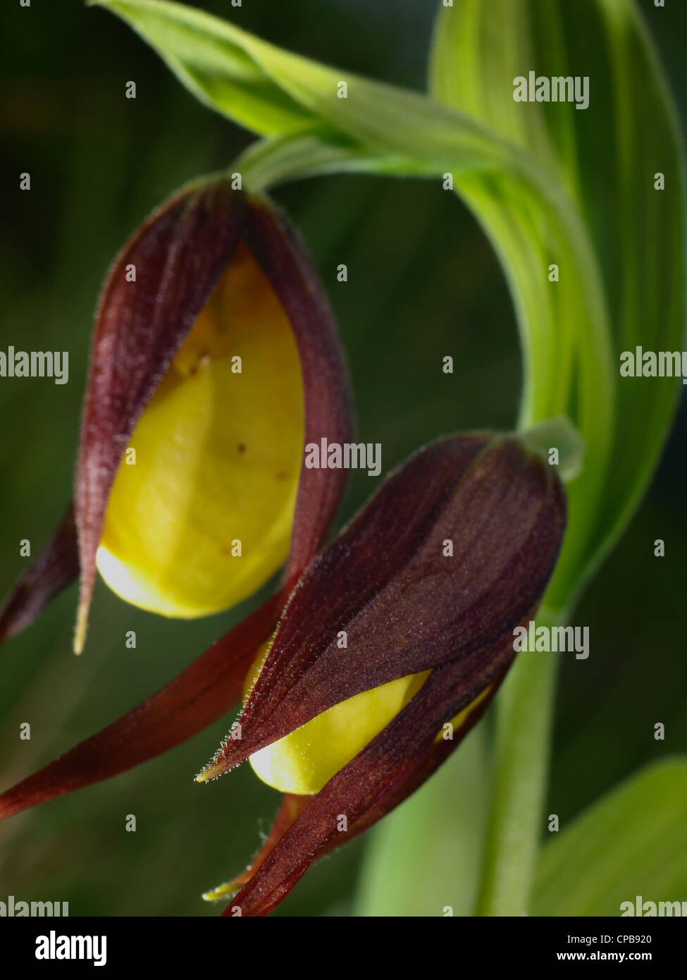 Detail of blooming lady's slipper Stock Photo