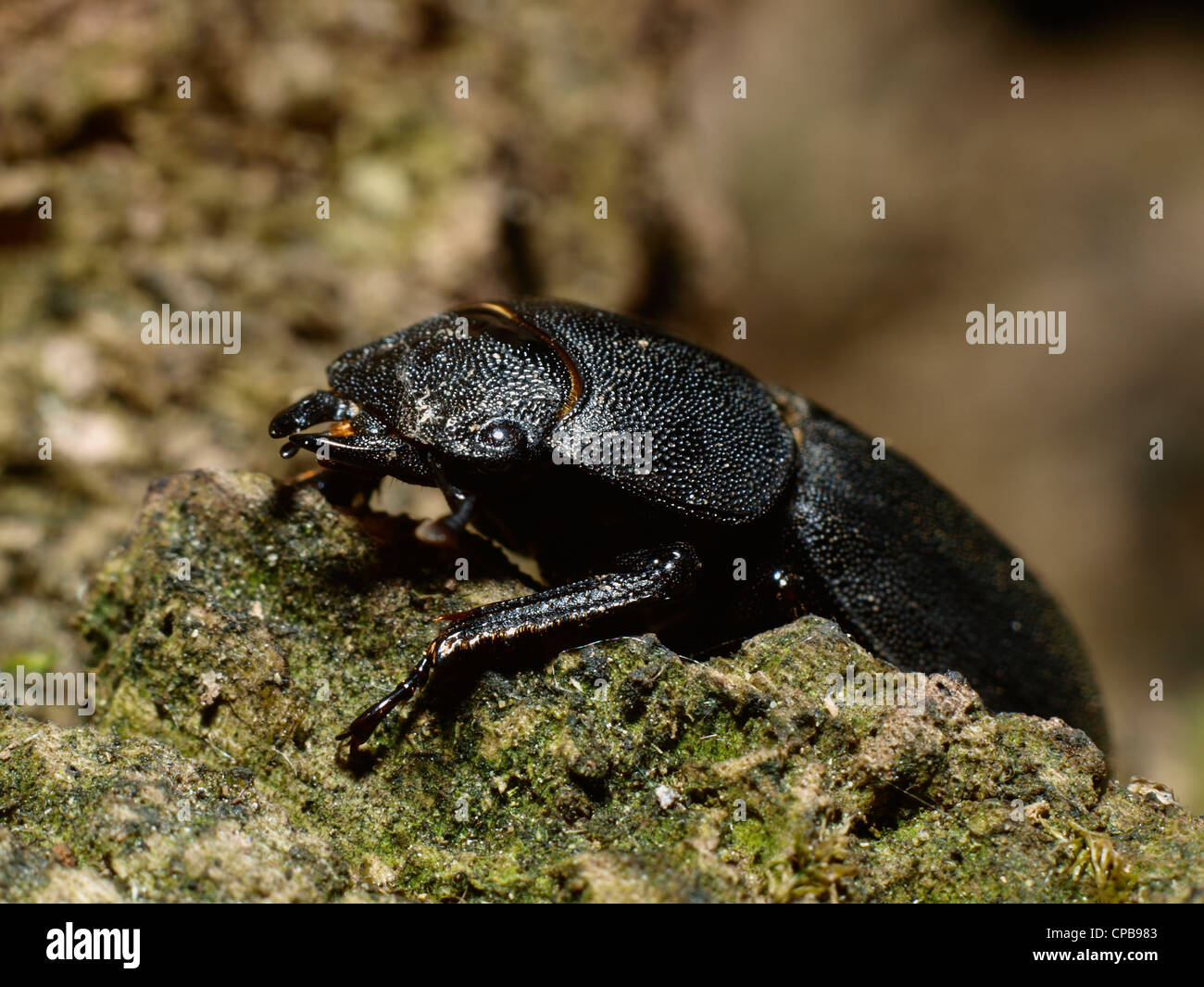 Dark wood cockroach hi-res stock photography and images - Alamy