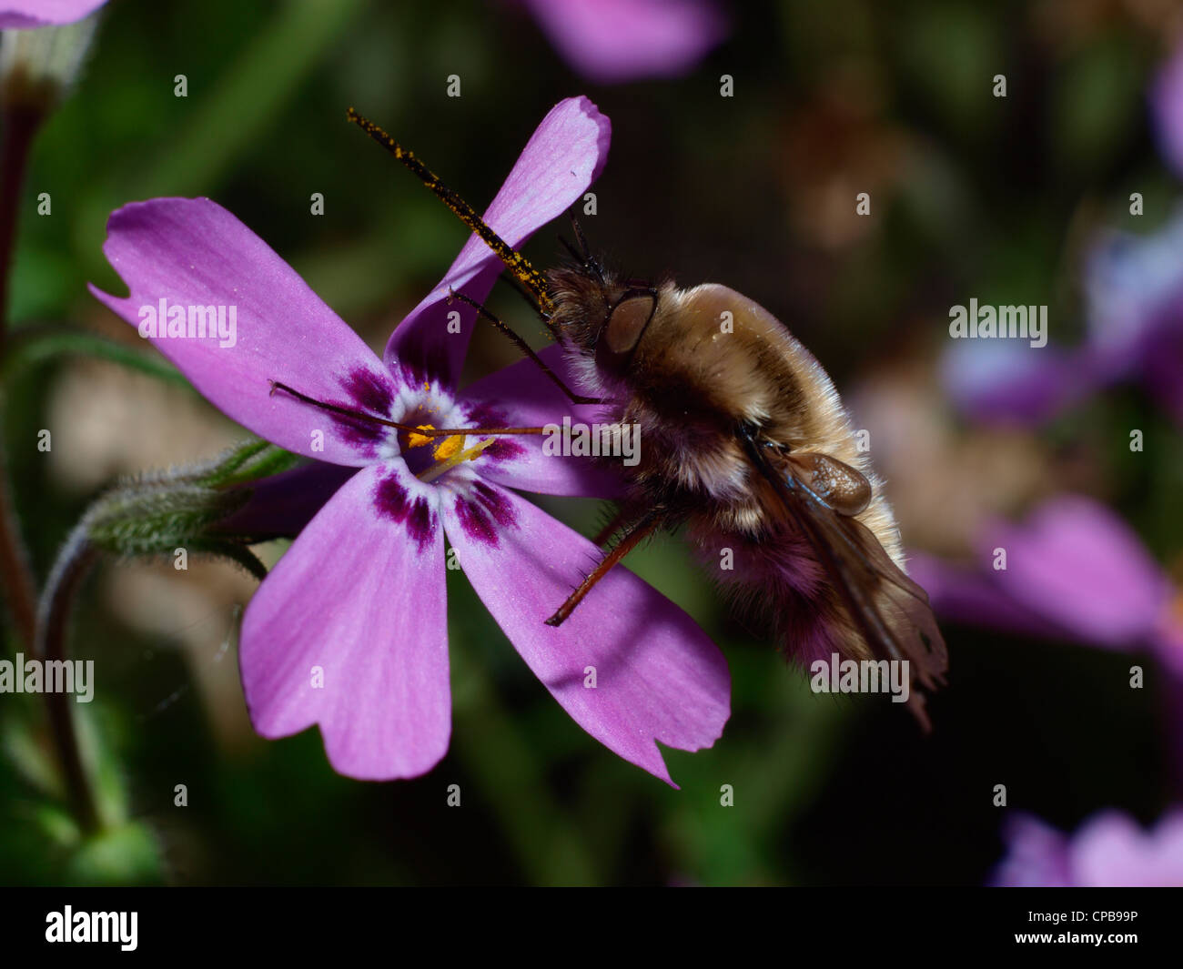 Bee fly and flower Stock Photo Alamy