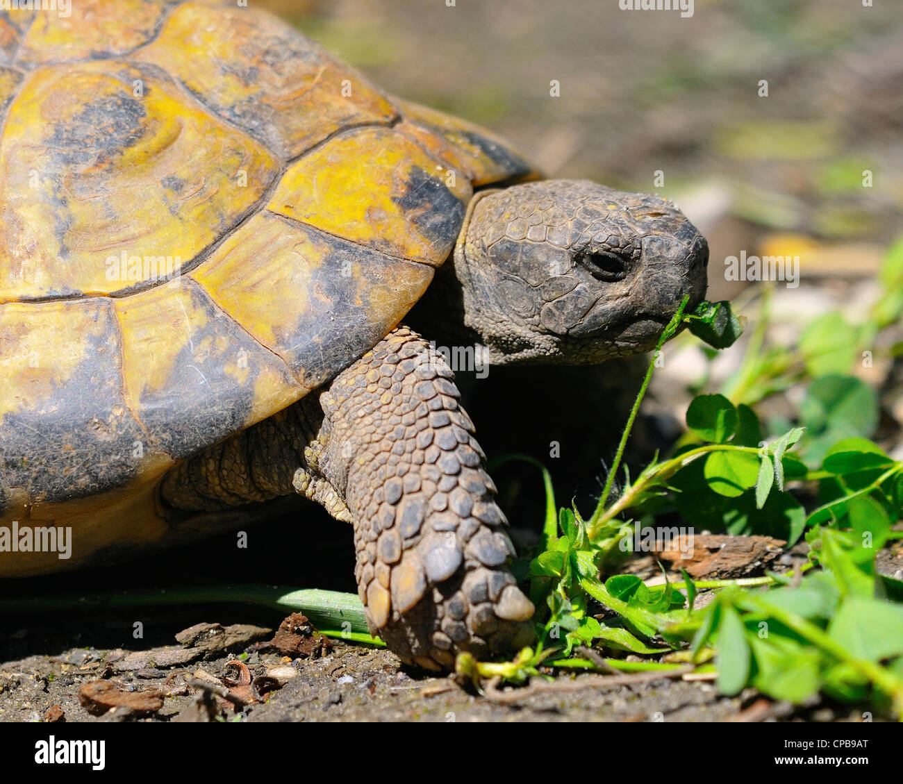 Hermann's tortoise (Testudo hermanni boettgeri) feeding in the ...