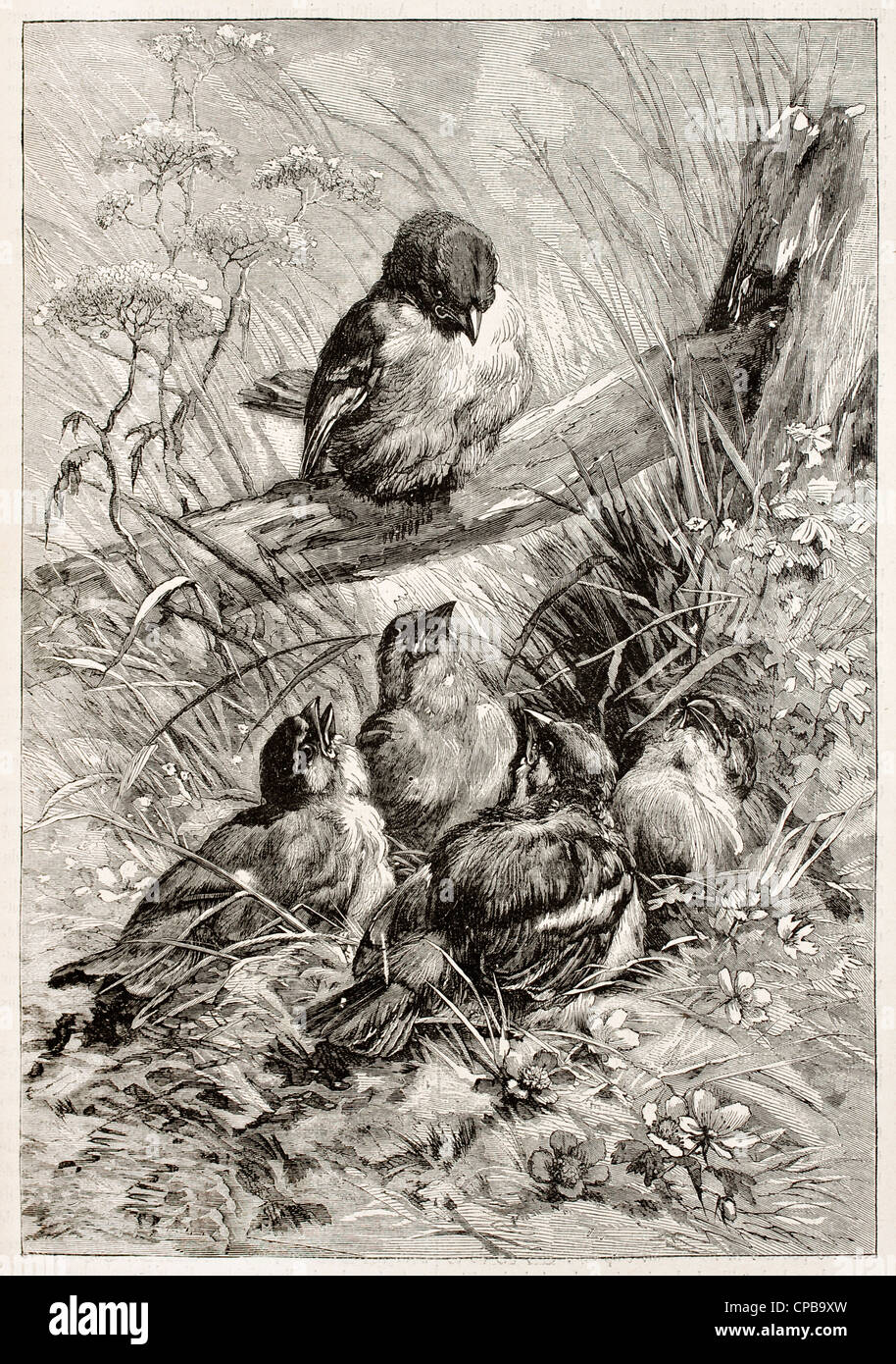 Birds old illustration Stock Photo
