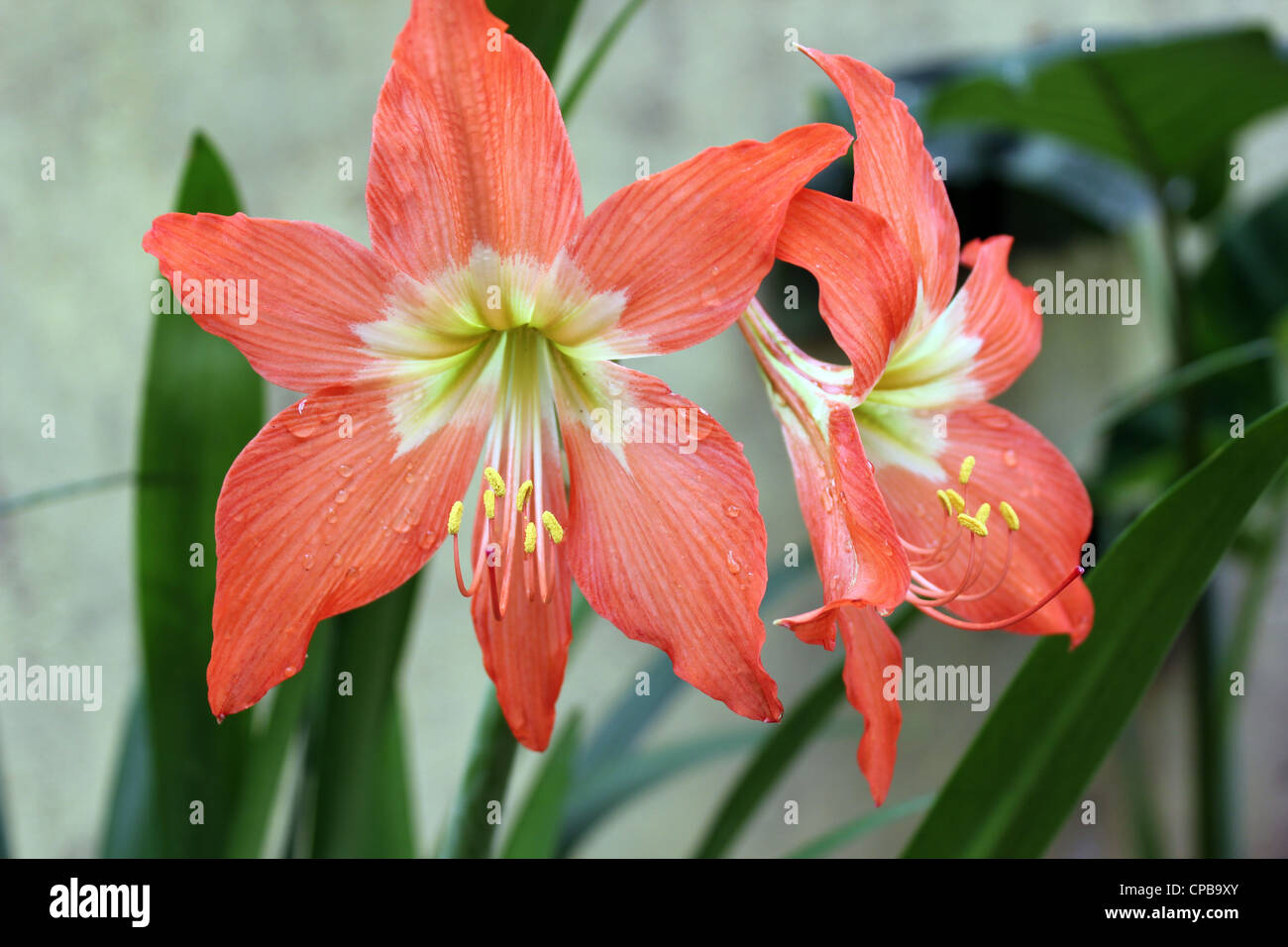 Lilly flower lilies Stock Photo