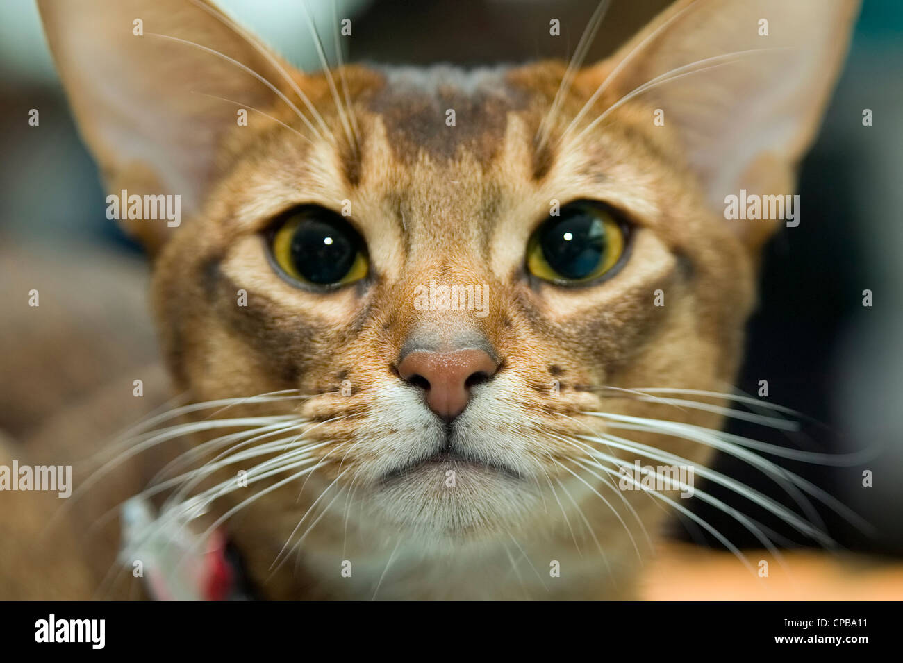 There is tabby cat in the cat show Stock Photo