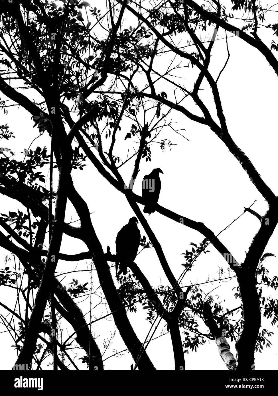 Silhouettes of two large vultures roosting in a tree against a clear white sky in Pinar del Rio Province, Cuba. Stock Photo