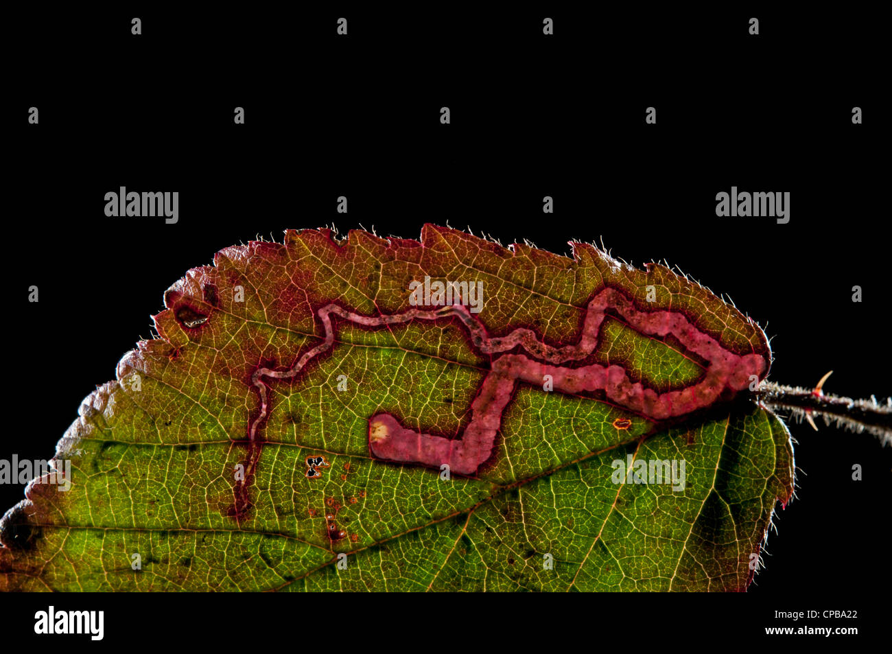 Leaf Miner in Bramble leaf of micro-moth: Stigmella aurella. Backlit Stock Photo