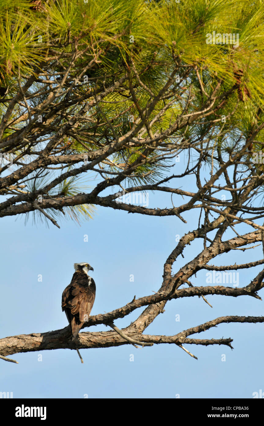 Osprey: Pandion haliaetus. Honeymoon Island, Florida, USA Stock Photo