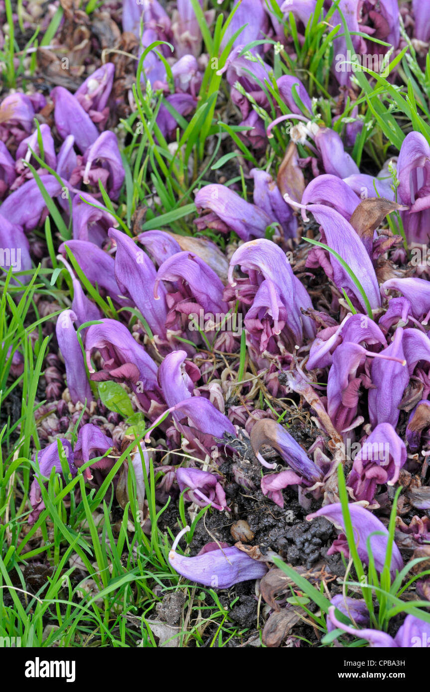 Purple Toothwort: Lathraea clandestina. Growing parasitically  on Maple: Acer saccharinum Stock Photo