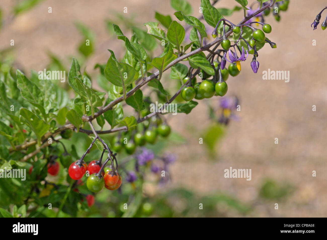 Bittersweet or Woody Nightshade Solanum dulcamara. Showing development of plant from flowers to