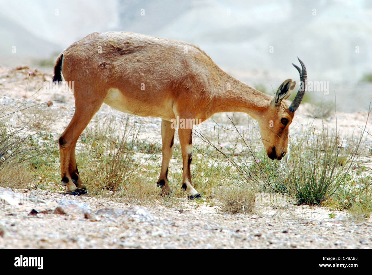 Goat Eyelashes High Resolution Stock Photography and Images - Alamy