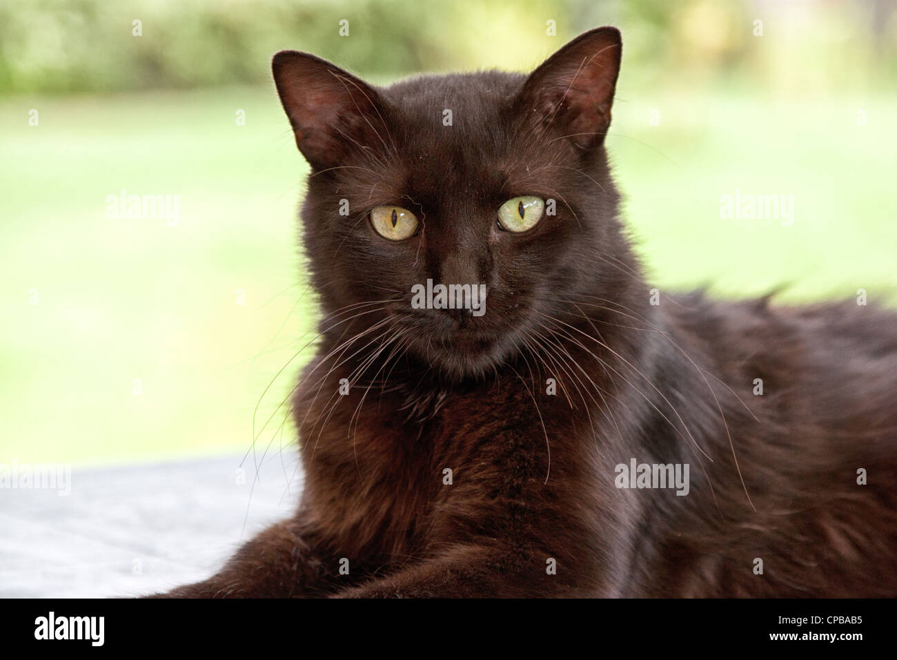 Black cat close-up portrait on green background. Stock Photo