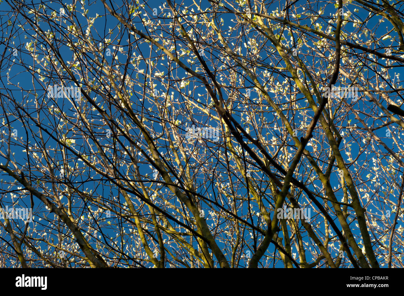 Tree with buds Stock Photo