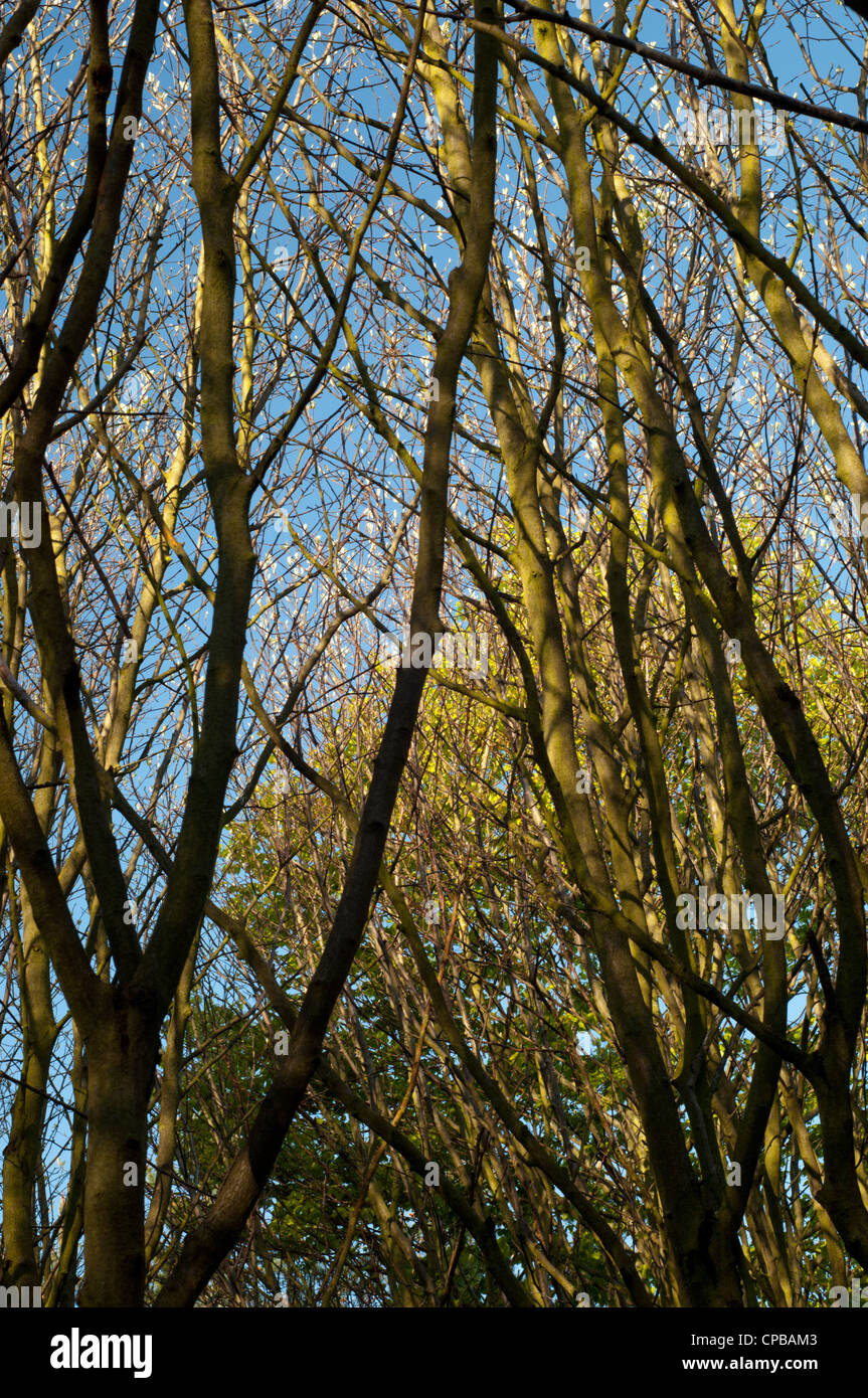Sky and trees Stock Photo