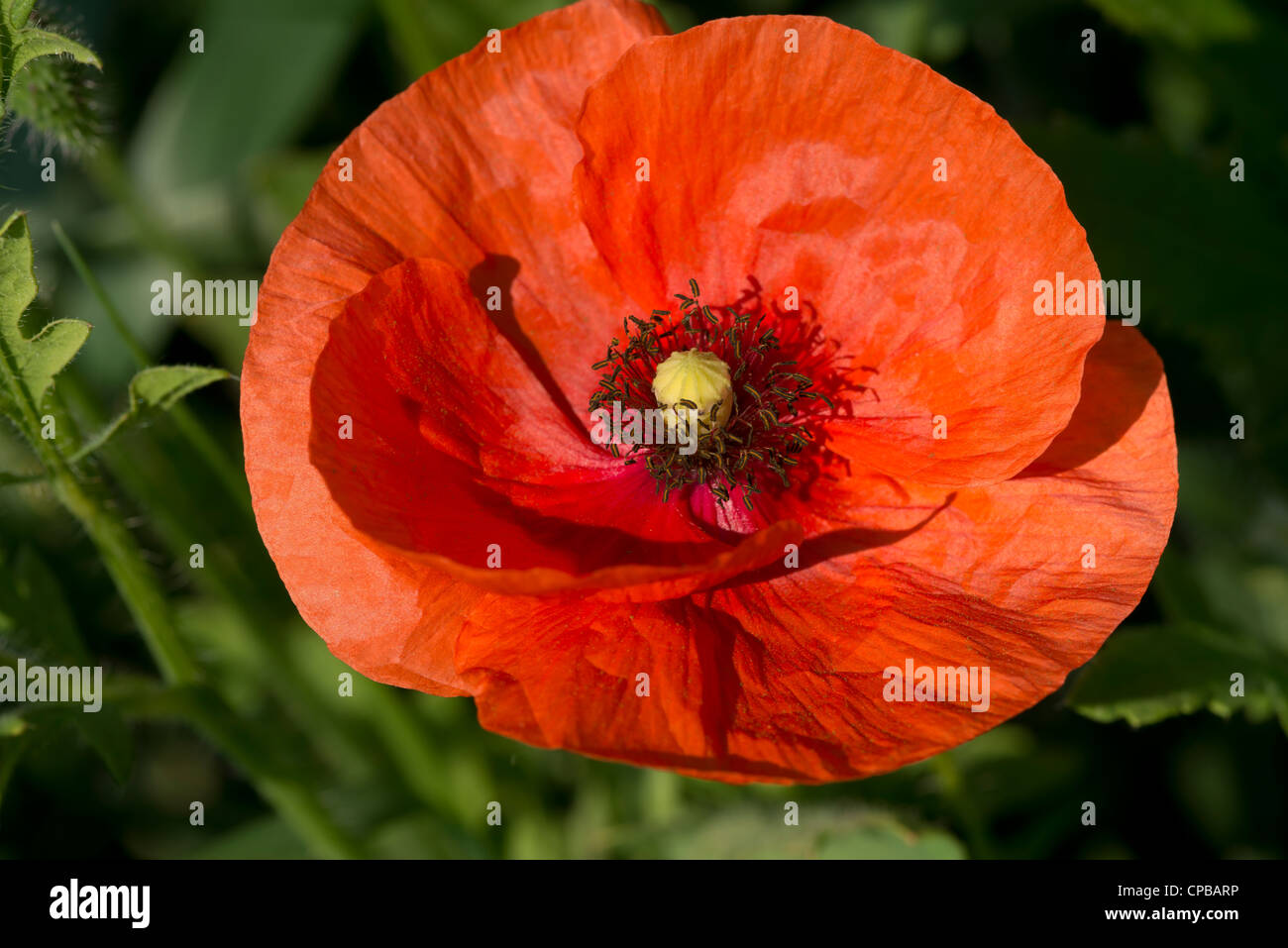 Poppies flower landscape spring hi-res stock photography and images - Alamy