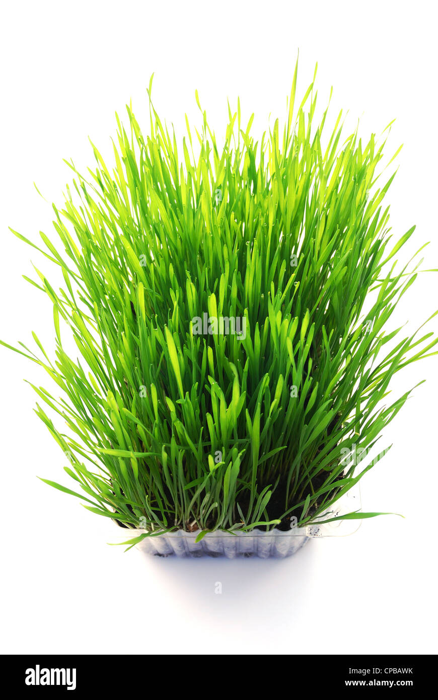green young sprouts of wheat with tears of dew Stock Photo