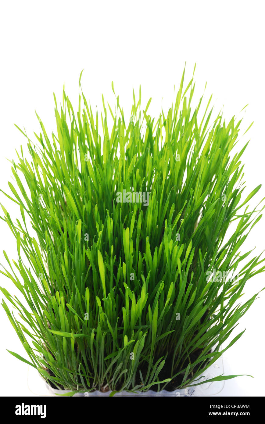 green young sprouts of wheat with tears of dew Stock Photo