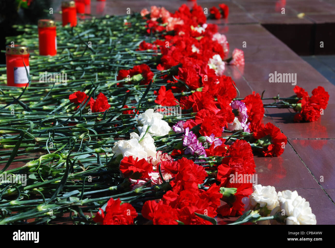 white yellow red pink flowers on the rock Stock Photo - Alamy