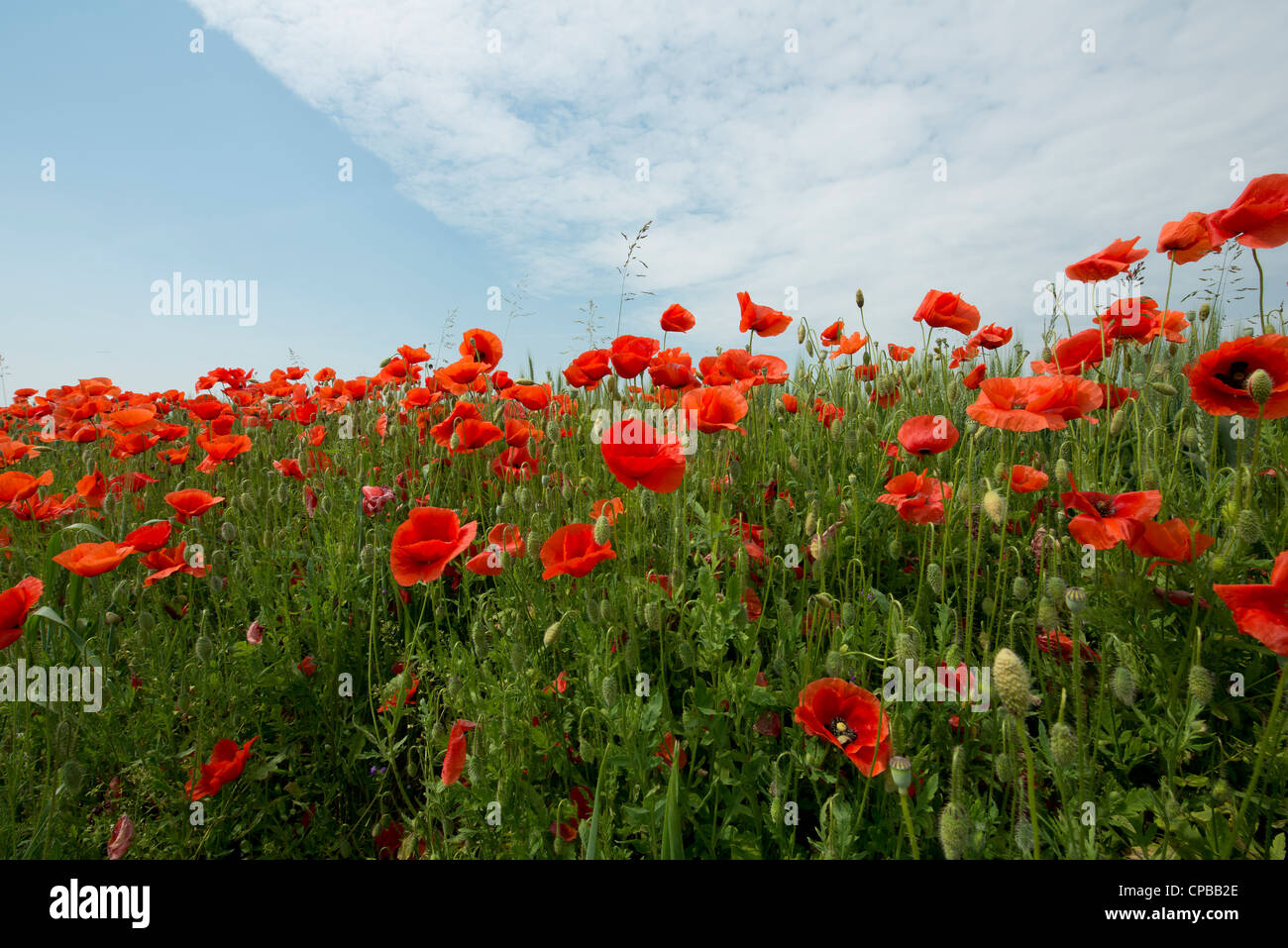 Poppy field spring landscape hi-res stock photography and images - Alamy