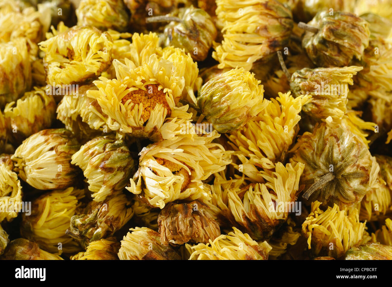 chrysanthemum tea Stock Photo