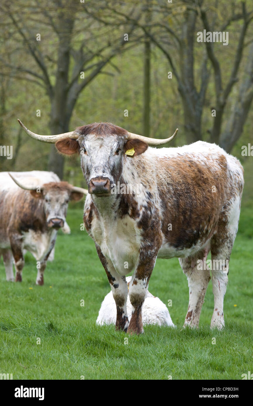 English Longhorn cattle in a green pasture in Rural England, Bos