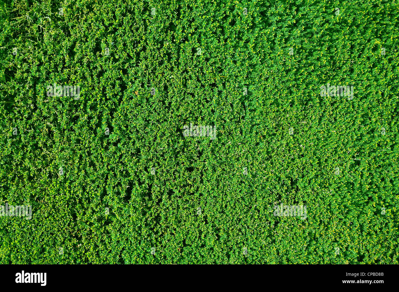 Tightly cropped border hedge texture or background Stock Photo
