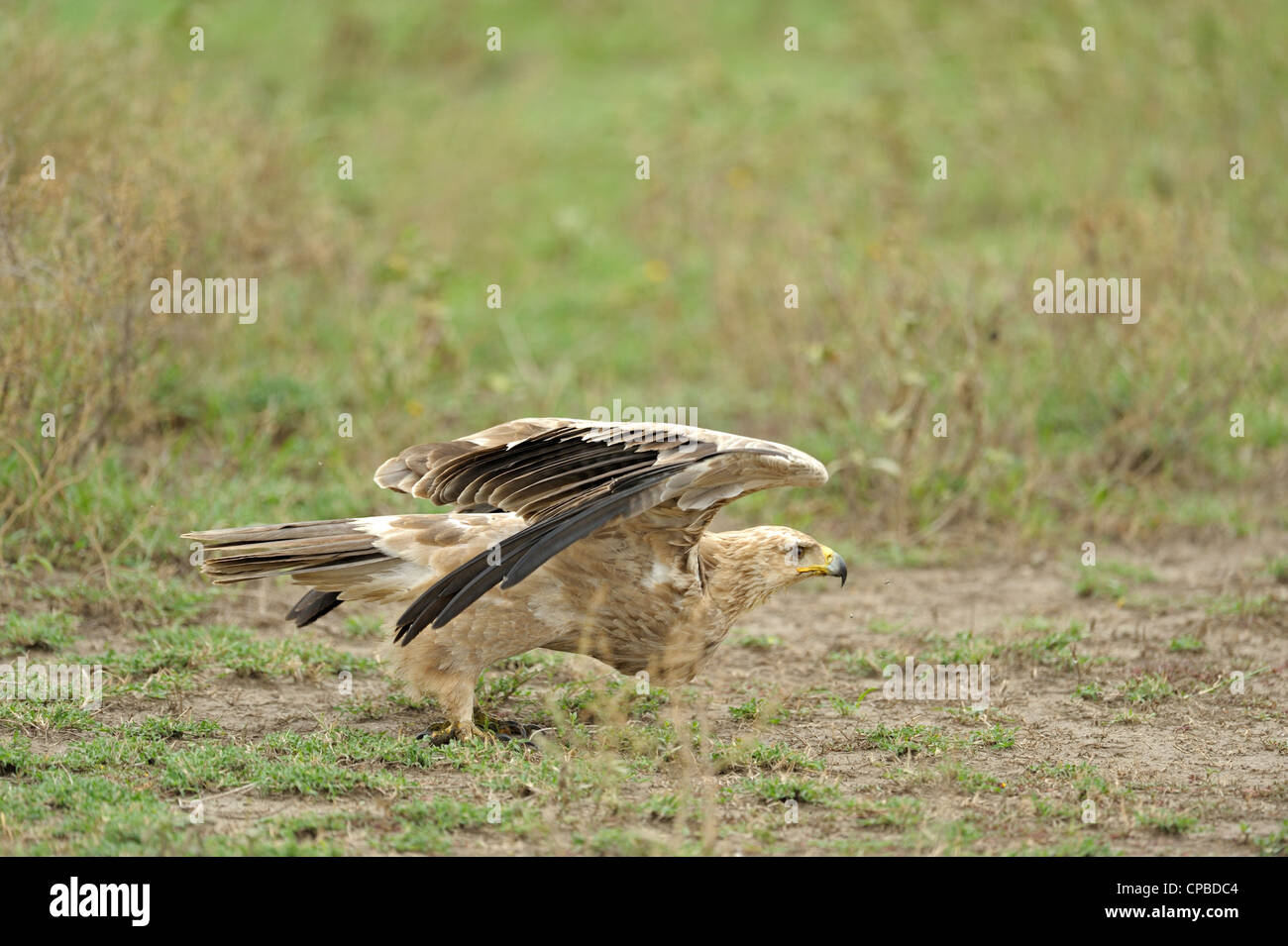 Tawny Eagle in the plains of Ndutu in north Tanzania Stock Photo