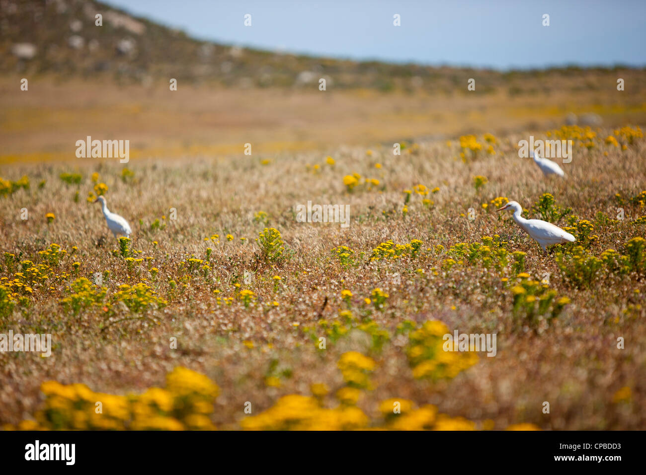 Three white Cranes eating in a field of yellow spring flowers at the west coast national Park, South Africa Stock Photo