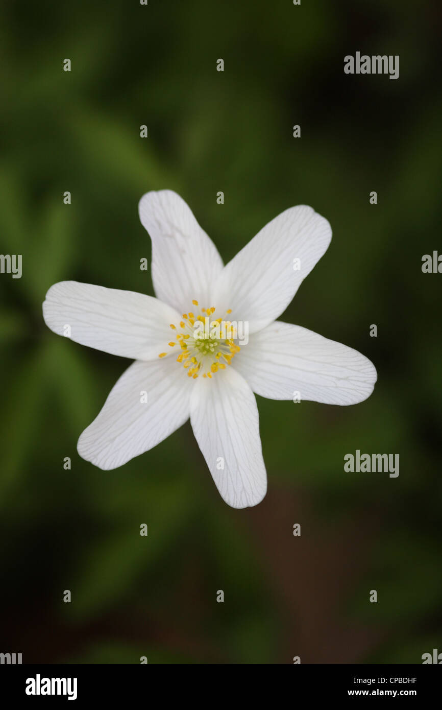 Wood Anemone (Anemone nemorosa) blooming Stock Photo