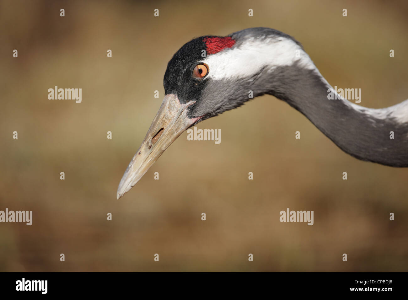 Common Crane (Grus grus) captured in mid-blink showing it´s nictitating membrane Stock Photo