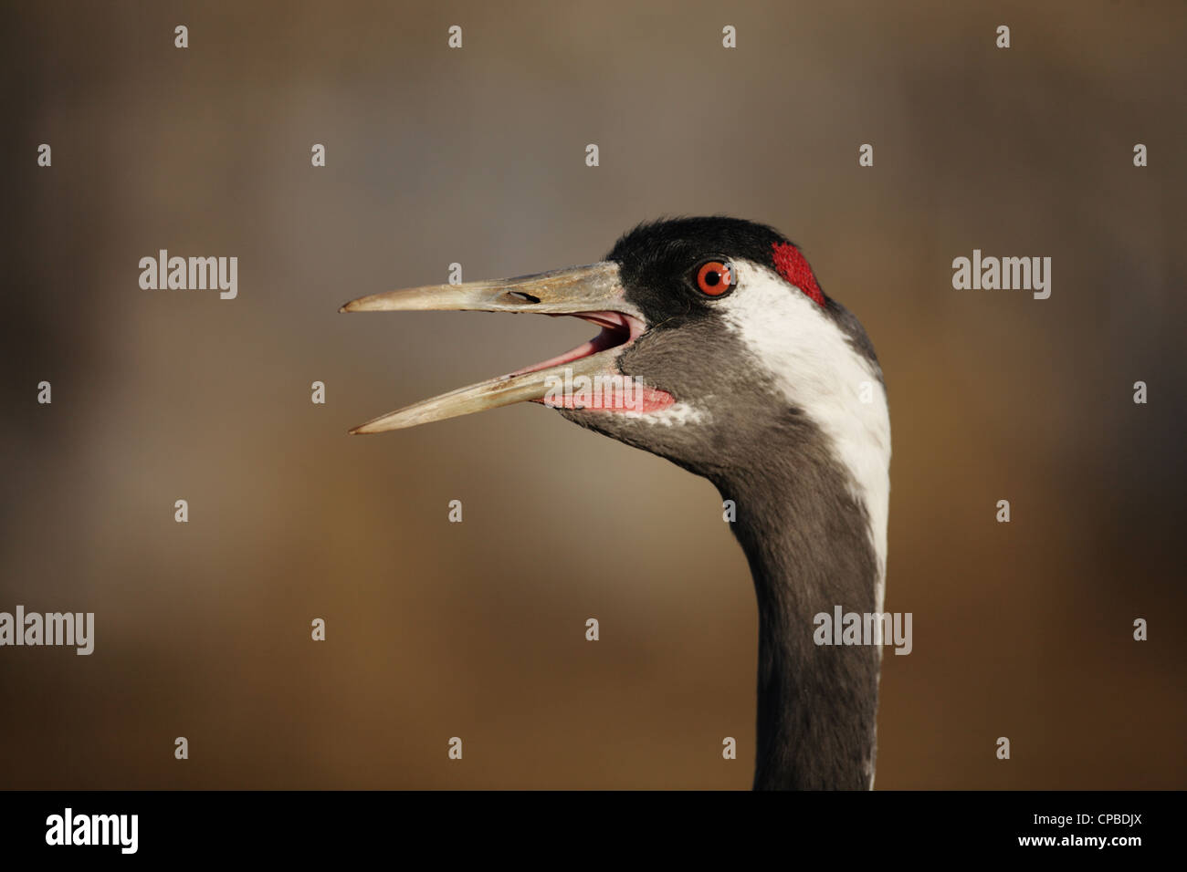 Common Crane (Grus grus) calling Stock Photo