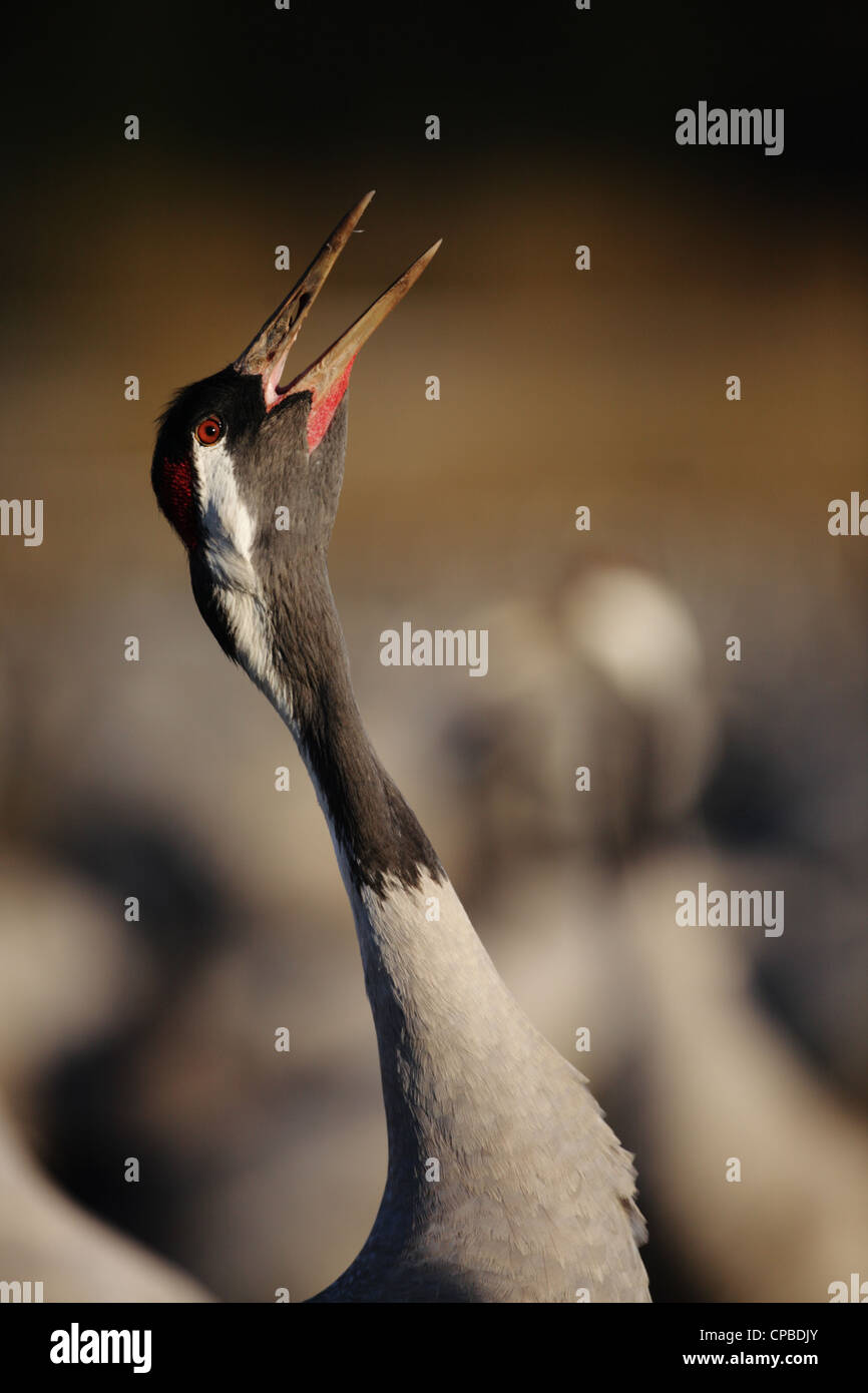 Close-up of a Common Crane (Grus grus) trumpeting Stock Photo