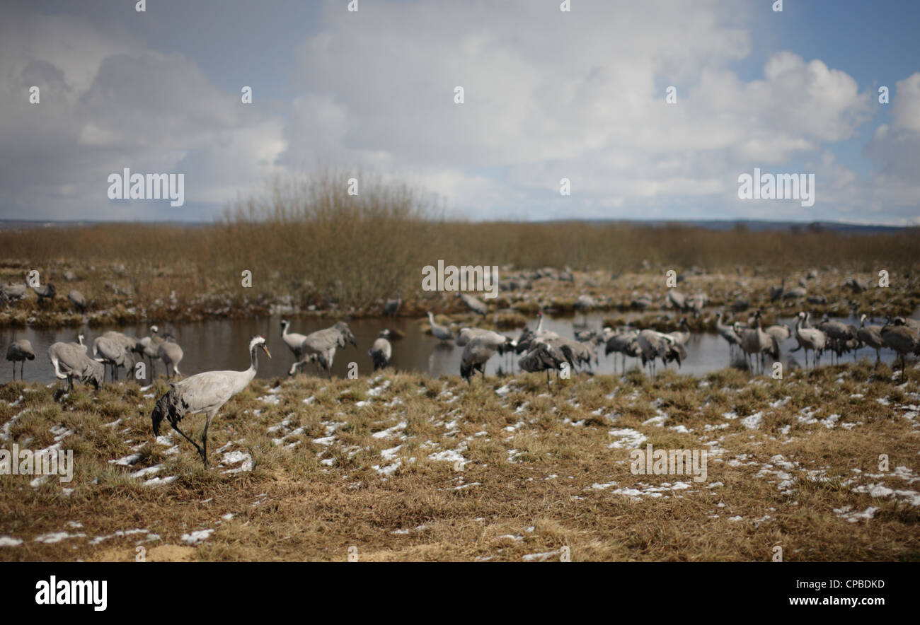Eurasian Cranes - spring migrations in southern Sweden Stock Photo