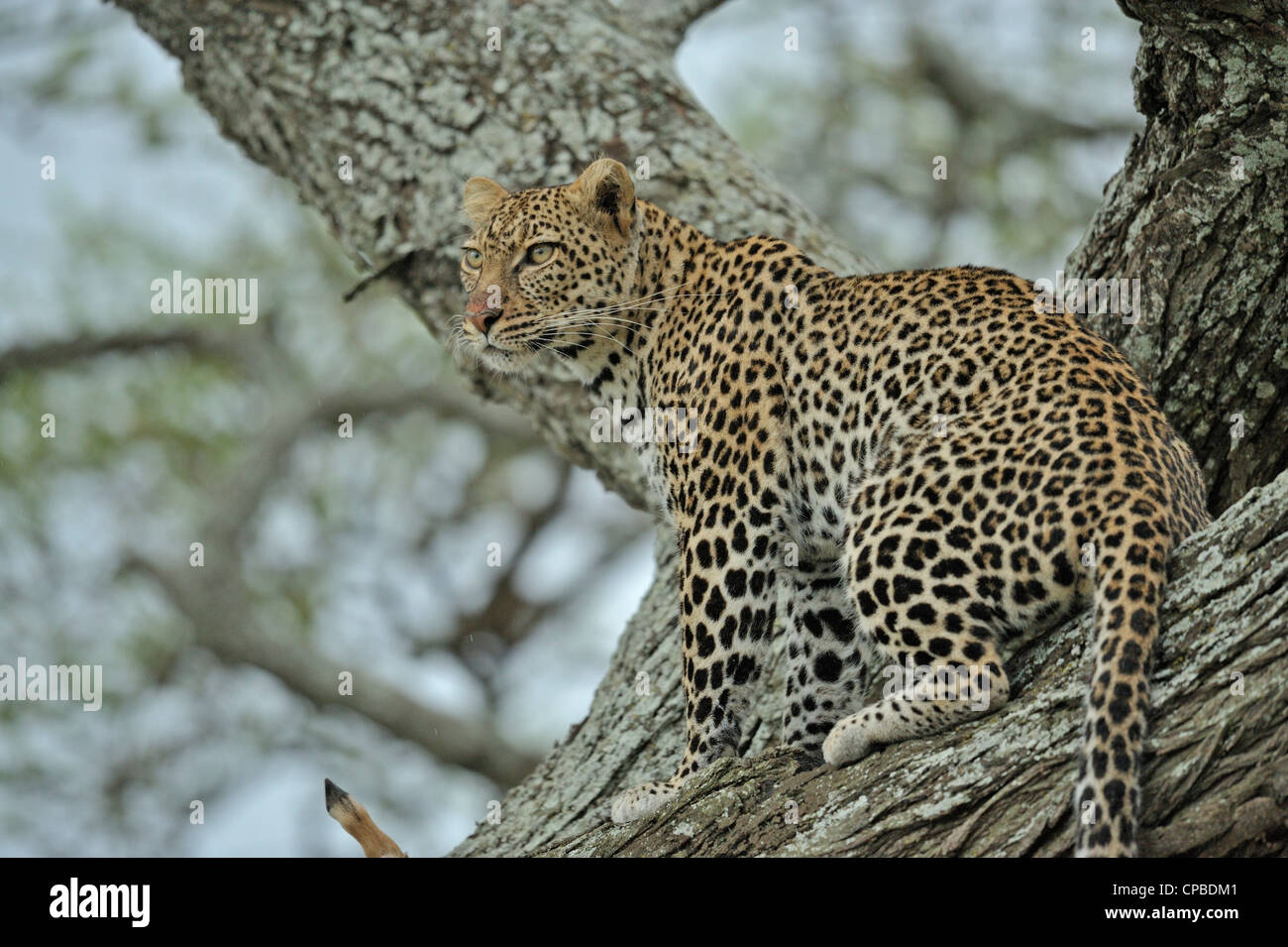 African Leopard (Panthera pardus pardus) on a tree in Ndutu, Ngorongoro conservation area in north Tanzania Stock Photo