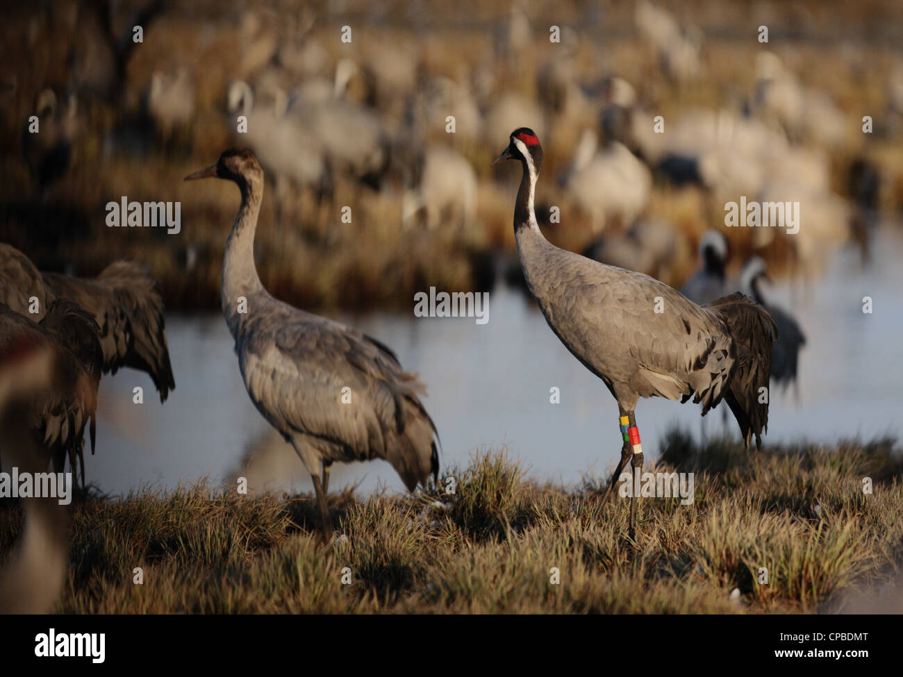 Ring marked Common Crane (Grus grus) at lake Hornborga in souther Sweden Stock Photo