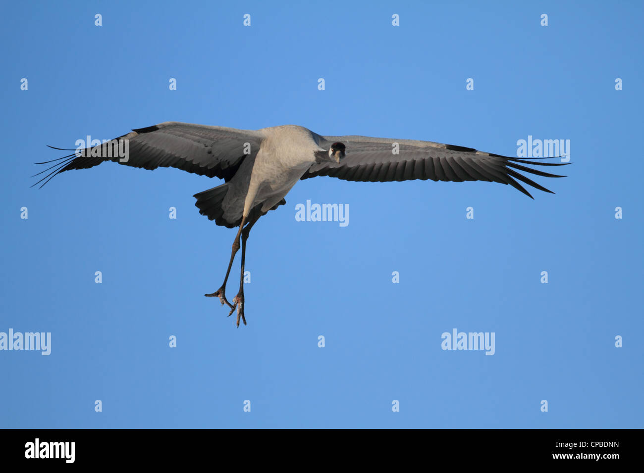 Common Crane (Grus grus) landing Stock Photo