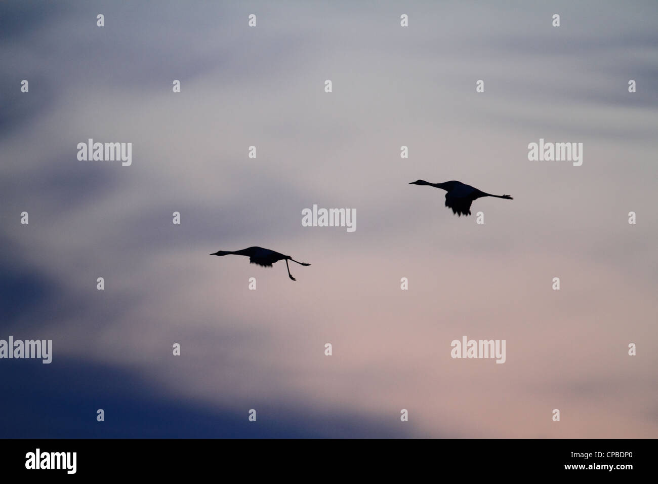 Two Common Cranes (Grus grus) decending towards the feeding grounds at Lake Hornborga in southern Sweden Stock Photo