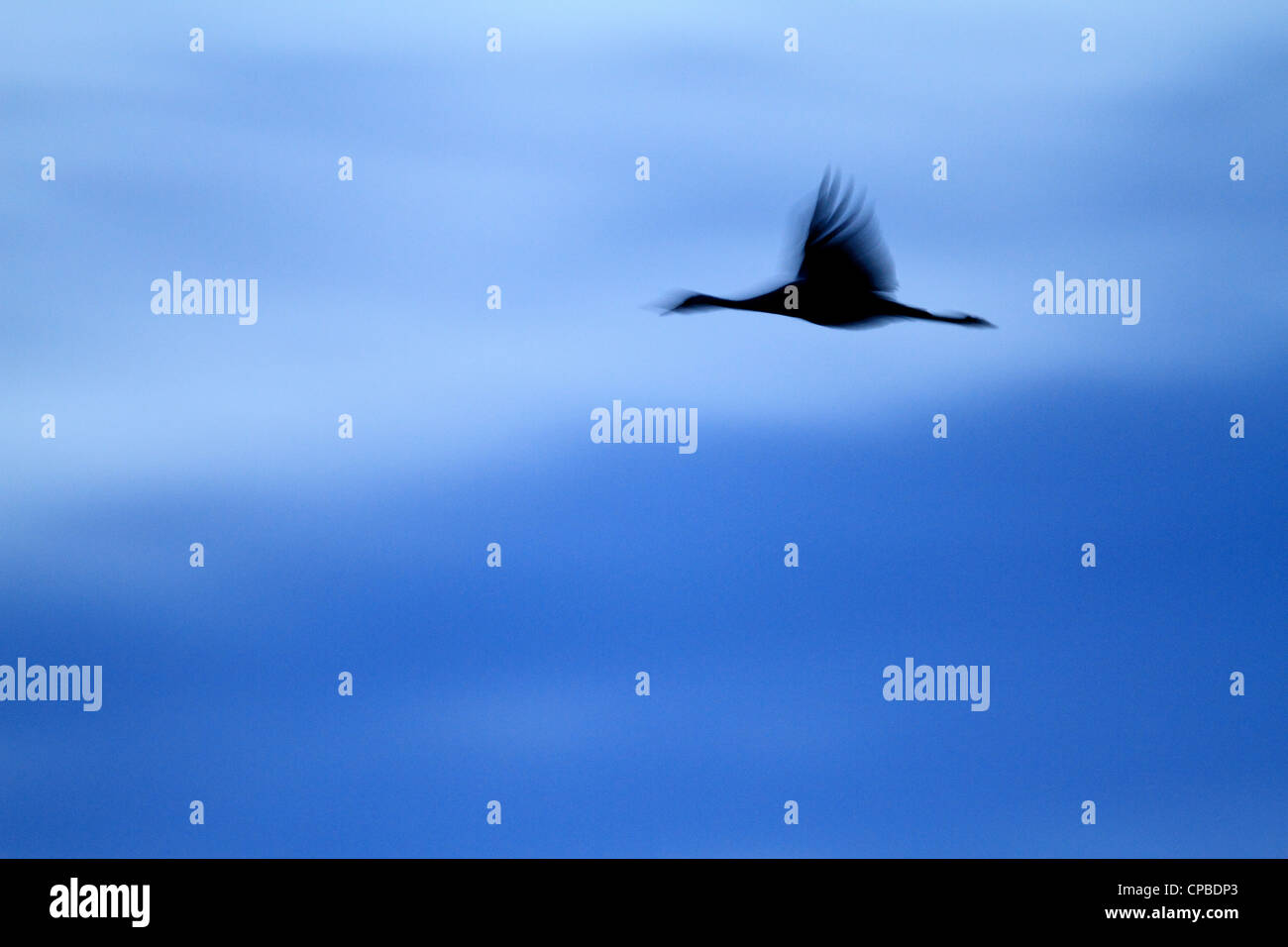 Abstract image of a Common Crane (Grus grus) in flight against the morning sky Stock Photo