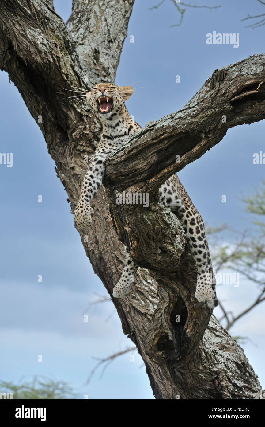 African Leopard (Panthera pardus pardus) on a tree in Ndutu, Ngorongoro conservation area in north Tanzania Stock Photo