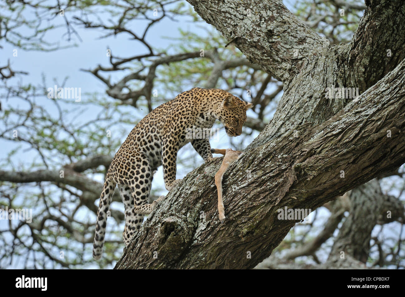 African Leopard (Panthera pardus pardus) on a tree in Ndutu, Ngorongoro conservation area in north Tanzania Stock Photo
