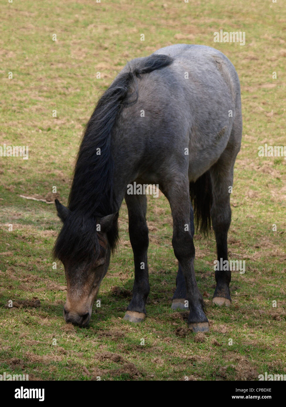 Grey pony, UK Stock Photo