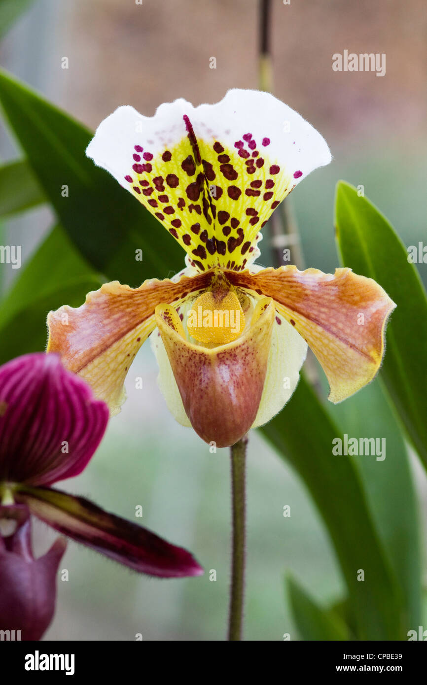 Close up of an Orchidaceae Orchid PInk Paphiopedilum orchid Stock Photo