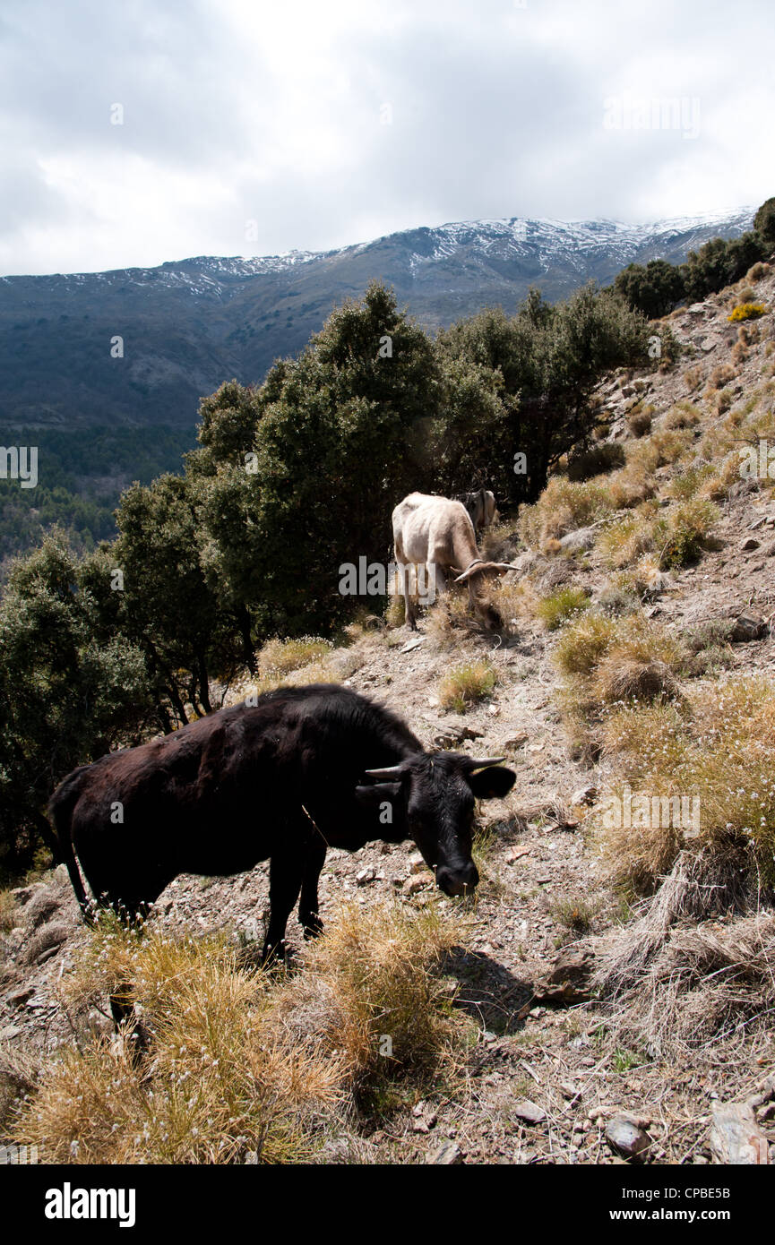 Cattle graze among the hillsides of the Alpujarras region of the Sierra Nevada mountains of southern Spain. Stock Photo