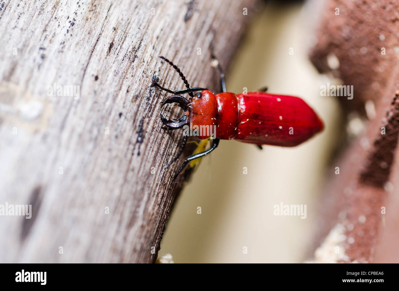 scissors of red beetle in the green nature or in the garden Stock Photo ...