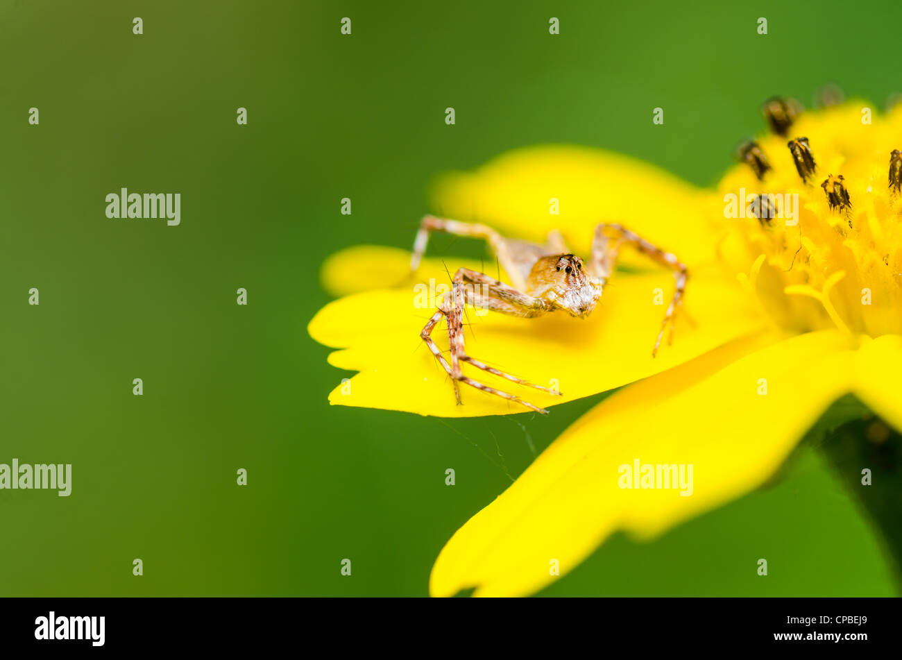 spider macro in nature or in the garden Stock Photo - Alamy