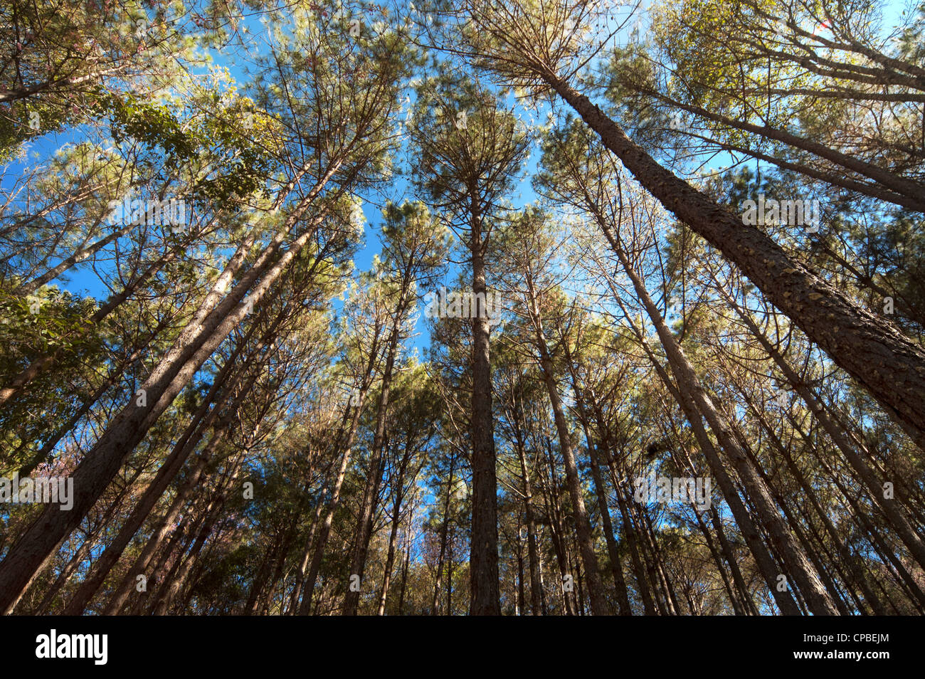 Pine trees piercing upward to the sky Stock Photo