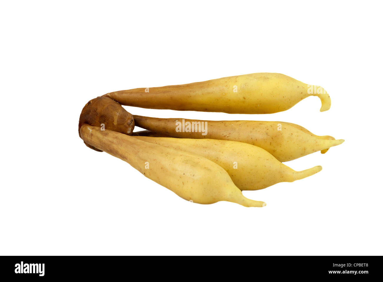 Fingerroot isolated on white background Stock Photo - Alamy