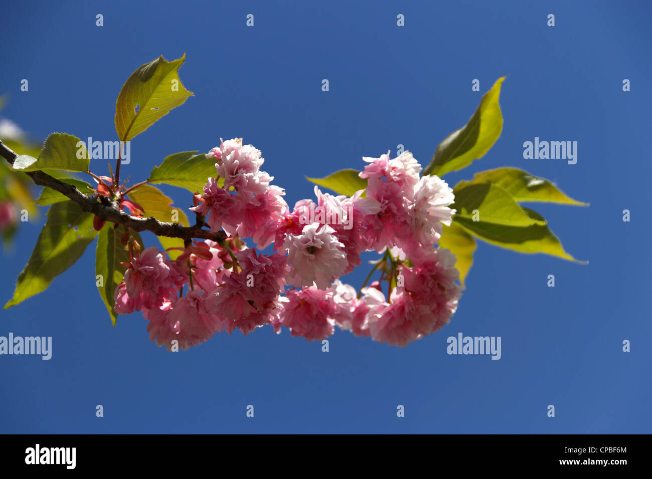 cherry blossom time in Germany Stock Photo