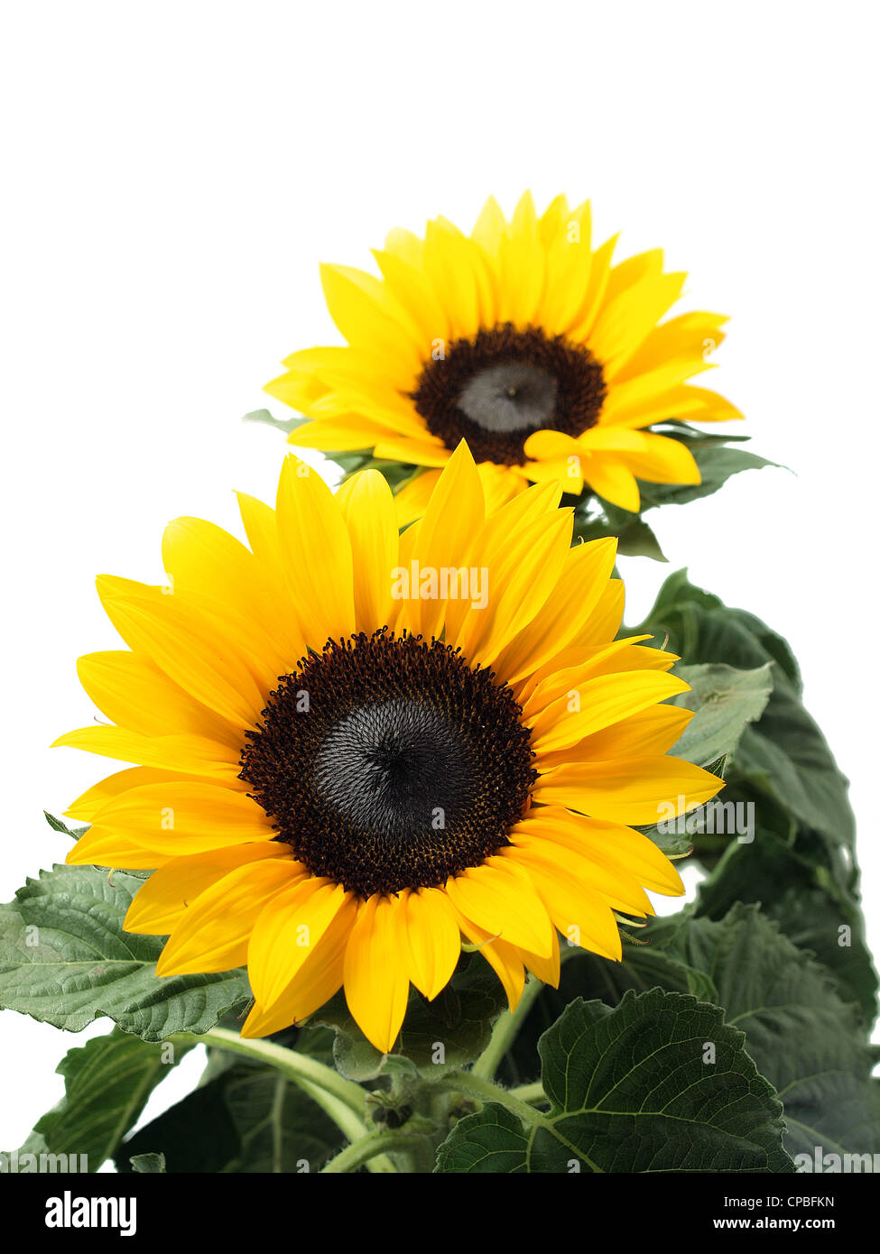 Sunflowers isolated on the white background Stock Photo - Alamy